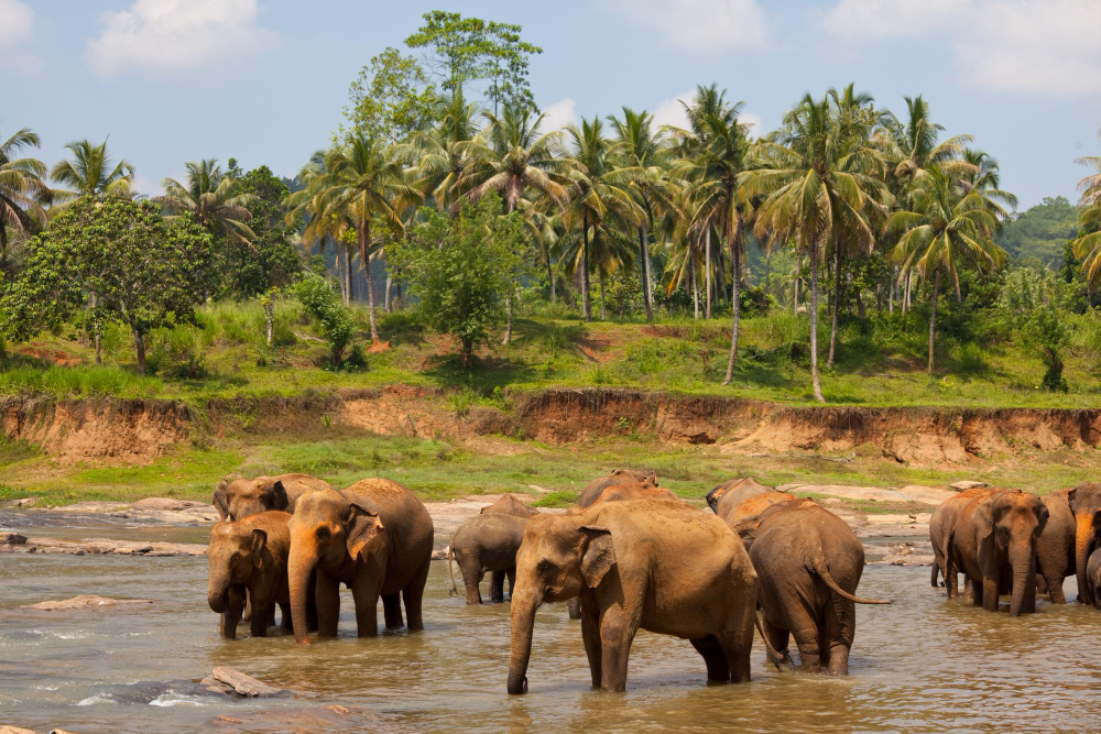 Sri Lanka 05 Days 06 Nights package